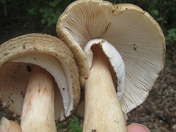 Underside of Amanita 'amerirubescens'