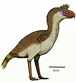 Andalgalornis steulleti