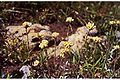 Antennaria corymbosa