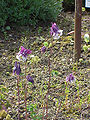 Aquilegia alpina