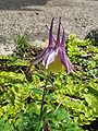 Fiore di Aquilegia × maruyamana.