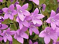 * 'campanula_portenschlagiana' メニュ：カンパニュラ4 解説：薄紫のカンパニュラ タイトル：花をどうぞ！