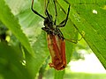 An adult Arilus cristatus emerging from its nymphal skin