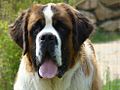 Le fameux chien saint-bernard.