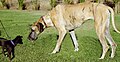 Great Dane and Chihuahua mix