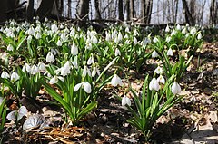 Description de l'image Bilosnizny preserve Galanthus plicatus.jpg.