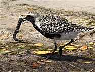 Black-bellied plover (Pluvialis squatarola)