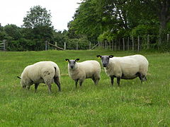 Photographie de moutons bleus du Maine.