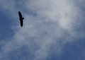 9 juin 2012 et un aigle noir (paroles)