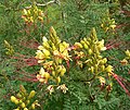 Caesalpinia gilliesii