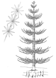 Reconstruction of a whole Calamites tree with Annularia.