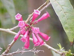 Cestrum elegans .