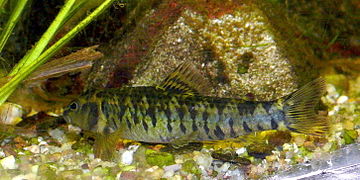 Characidium fasciatum