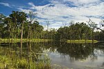 A lake with tree trunks in the water.