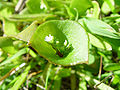 Claytonia perfoliata