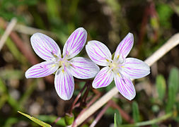 Claytonia virginica at the University of Mississippi Field Station