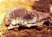 Brown shrew