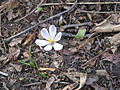 Crocus vernus subsp. albiflorus