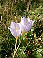 Crocus kotschyanus