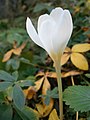 Crocus pulchellus 'Zephyr'