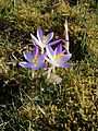 Crocus tommasinianus