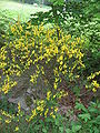 Cytisus scoparius