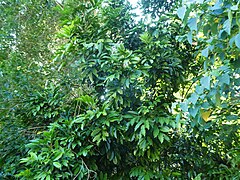 A tree in rainforest near Cairns, Queensland