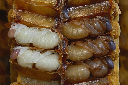 Western honey bee pupae, by Waugsberg
