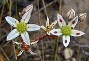 subg. Hasseanthus — The flowers of Dudleya blochmaniae