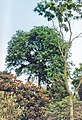 'Vegeta' in Royal Botanic Garden Edinburgh (1989)[28]