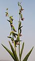 Stream orchid seedheads