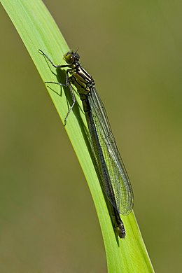 Самиця