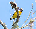 Euphonia chlorotica