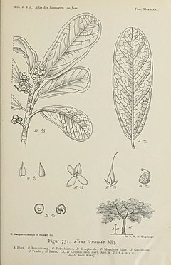 Description de l'image Figure 731 from Atlas der Baumarten von Java (Koorders & Valeton, 1918).jpg.