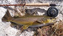Photo of brown trout and fly rod on river bank