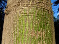 Tecido fotossintético verde brilhante em caule