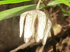 左の拡大。花被片間の隙間から紫色の葯が見える。