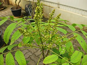 花序。タイ王国シリキット王妃植物園にて。