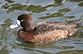 Greater scaup hen.