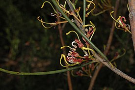 Цветущая Hakea platysperma в Австралийском национальном ботаническом саду.