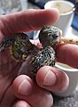 A budgerigar chick being hand-reared after the death of the female