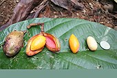 nuts arranged on a leaf