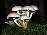 Hypholoma fasciculare