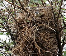 Nest in a thorny Acacia