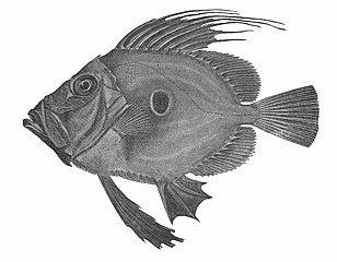 The John Dory has a large eye spot in the middle of its body, confusing prey.