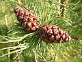 Young cones