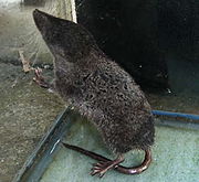 Gray shrew