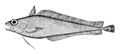 Image 70Cod-like fishes, like this morid cod have a barbel (fleshy filament) on their lower jaw which they use to detect prey buried in the sand or mud. (from Coastal fish)