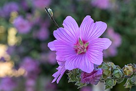 En botanique : Malva olbia (L.) Alef.