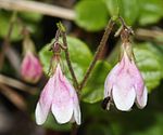 茎の先端で二股に分かれ下向きに2個の花を付ける